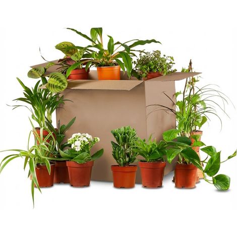 Lot de 12 Plantes d'Intérieur Seconde Chance Mix Surprise de Plantes Vertes Pots de 5 à 17 cm - PANGIVO (1/3)
