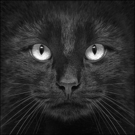 Lupia - Quadro su Tela Arte BLACK CAT 100x100 cm, Gatto Nero, Tela in Cotone, Telaio in Legno di Abete 3,1 cm, Made in Italy (1/3)