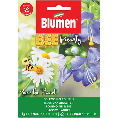 SEMI POLEMONIUM COERULEUM AZZURRO BLUMEN