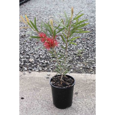 Callistemone "Callistemon citrinus" pianta in vaso 14 cm h 40/50 cm (1/5)