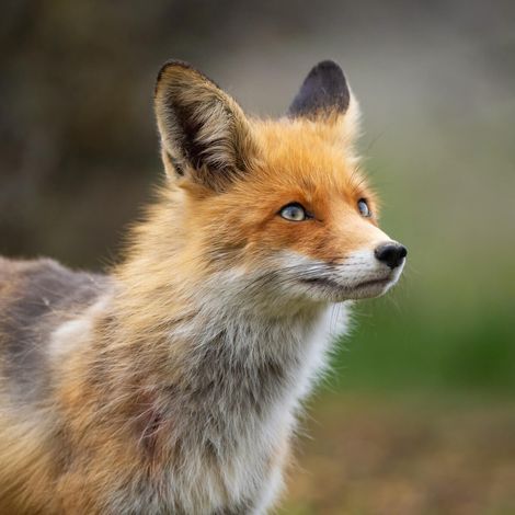 Tableau sur toile renard rouge 30x30 cm - Impression sur Toile Murale Décorative - Image imprimée en HD sur Toile - Toile sur Châssis en Bois FSC - Fabriqué en France (1/5)
