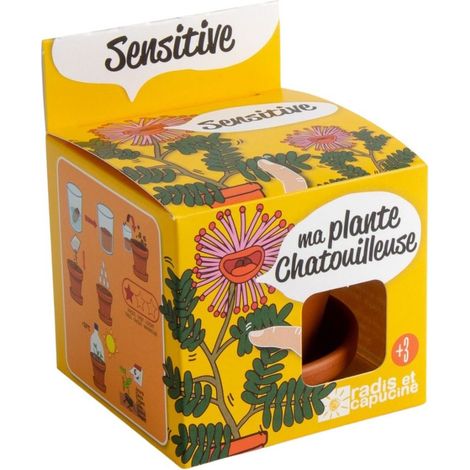 Pot avec coupelle - Mimosa Pudica - 8 cm (1/6)