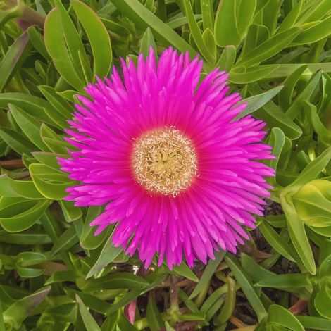 1 plant - Carpobrotus edulis (pig plant) pink