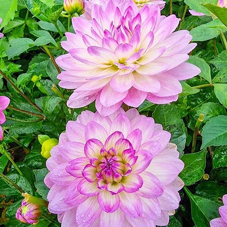 Graines de Dahlias Belle Galerie - 222 Graines pour Jardin Extérieur et Plantes Ornementales (1/5)