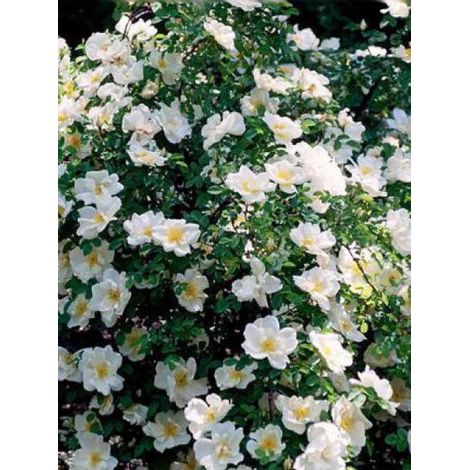 Rosier arbuste 'Nevada' Pot de 4L/5L (1/2)