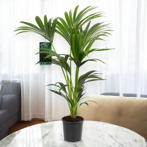 Gardenaria Howea forsteriana (Kentia) - Pianta da interno ornamentale - Altezza: 120 cm (vaso 21) (1/5)