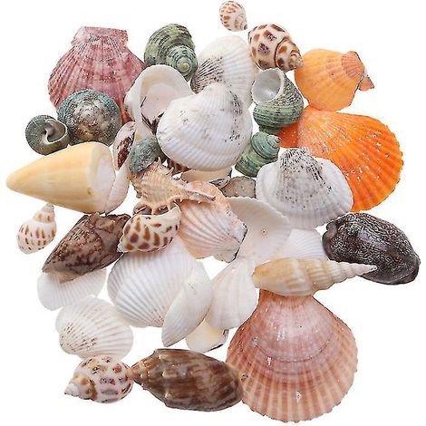 35 coquillages naturels (1/3)