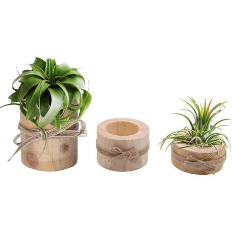 Support pour plantes aériennes en bois Récipient pour plantes aériennes en bois 3 plantes aériennes en bois Support pour terrarium Support (1/5)