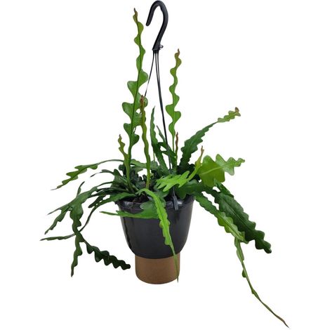 Epiphyllum Anguliger Cactus Fishbone Plante Verte d'Intérieur Originale Ø14cm H35cm - PANGIVO (1/4)