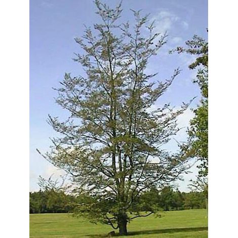 Hêtre de Magellan, Hêtre austral Pot de 4L/5L (1/4)