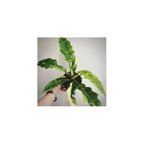 Philodendron Ring Of Fire pianta rara d'appartamento foto reali vaso 12 H 40cm