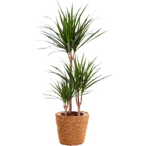 Dracaena Marginata Dragonnier Plante d'Intérieur avec Panier en Jonc de Mer Ø21cm H95cm - PANGIVO (1/4)