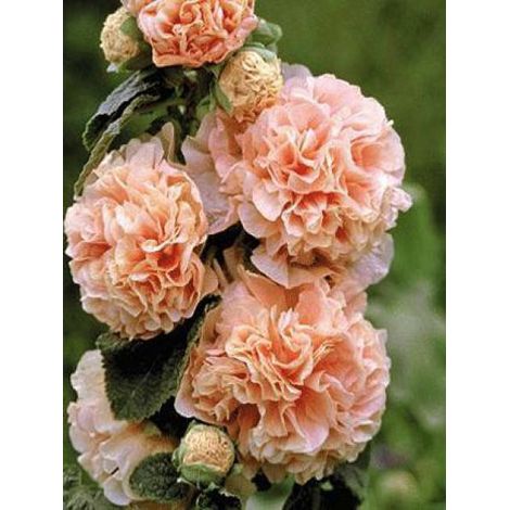 Rose trémière double 'Chatter's Salmon' Godet de 7/8 cm (1/2)