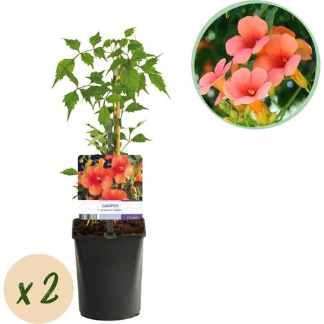 Bignone Campsis radicans Madame Galen - Fleur de Trompette Orange Grimpante - Lot de 2 - 40 cm - PANGIVO