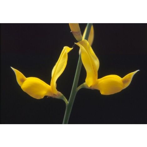 Planta de Spartium Junceum - Gallomba. Altura 20 - 30 Cm