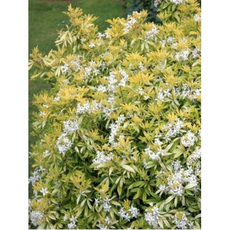 Oranger du Mexique 'Goldfinger' Pot de 1,5L/2L (1/2)