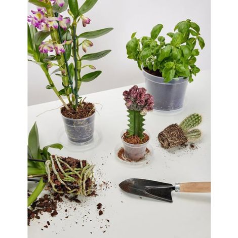 Soucoupe Pour Pot De Fleur - 1 Unité - Plastique Transparent - Drainage Eau - Protection Sol Et Meubles - Diamètr MICRODERMABRASION (1/4)
