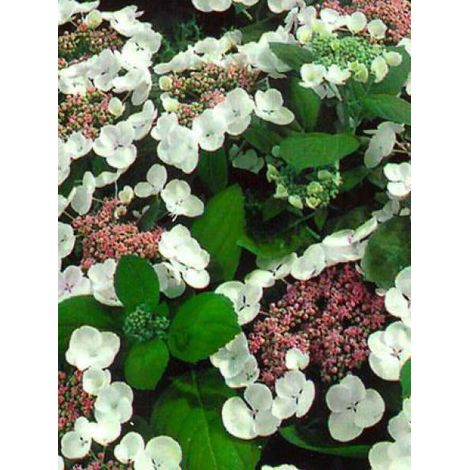 Hortensia 'Libelle' Pot de 7,5L/10L (1/2)