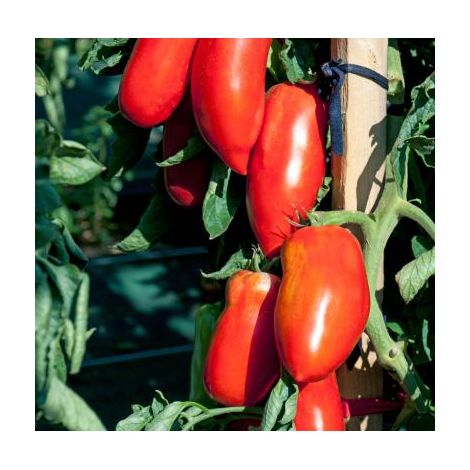 TOMATE BELLANDINE HF1 - 15 SEMENCES - GRAINES DE LEGUMES