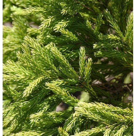 Cedro del Giappone "Cryptomeria japonica globosa nana" pianta in vaso ø24 cm (1/5)