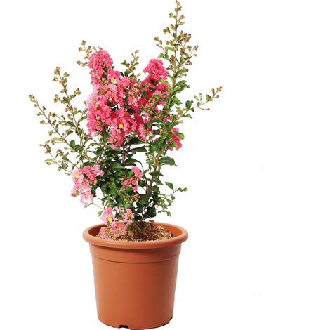 Lagestroemia Indica Rosa - Piante da Esterno Vere Fiorite - H 60-80 cm Vaso Ø 24 cm