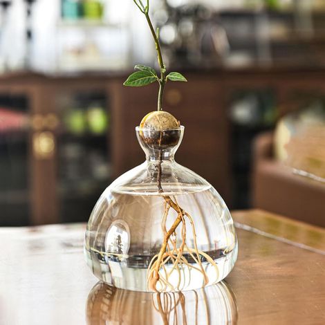 Vase verre transparent pour avocat, kit hydroponique sprout, déco bureau ou jardinage