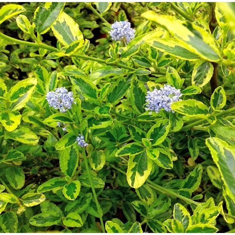 Planta de Ceanothus Variegata. Altura 20 - 30 Cm