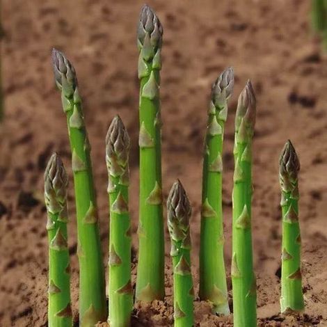 Mini-paquet, 3 petits sachets de graines d'asperges, pour les semis de légumes à la maison. (1/3)