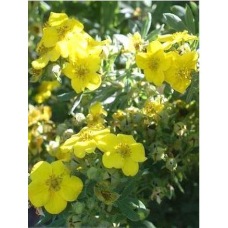 Potentille arbustive 'Elisabeth' Godet de 8/9 cm