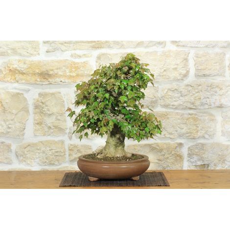 Bonsai di Acero Tridente (26) (1/5)