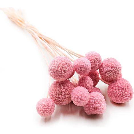 Craspedia seca - (Craspedia Extra) - Rosa - ramo de 15