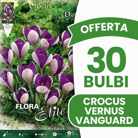 OFFERTA 30 BULBI CROCUS VANGUARD BULBS BULBES