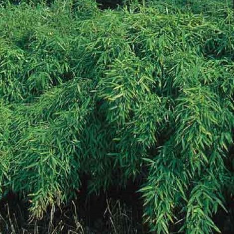 Bambou parapluie  - Fargesia murieliae 'Simba'  - 50-60 cm pot