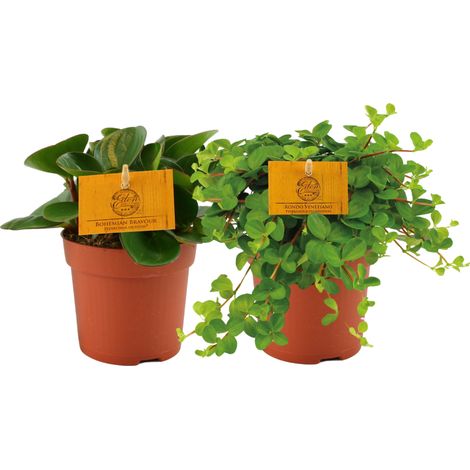 Lot de 2 Peperomia Duo Plantes d'Intérieur Décoratives Feuillage Vert et Panaché Ø10,5 cm H15 cm - PANGIVO