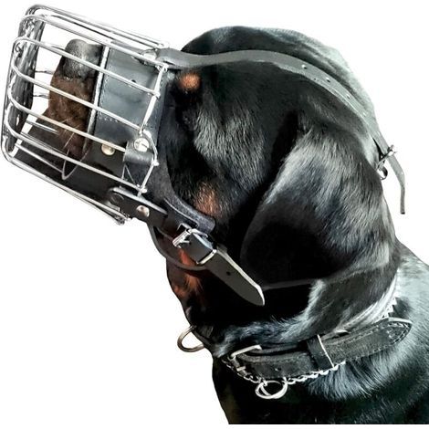 Muselière en métal pour Rottweiler mâle – Ajustable avec sangles latérales – Confort et contrôle lors du dressage – Fabriquée en Pologne (1/5)