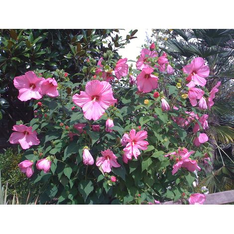 1 PIANTA DI HIBISCUS IBISCO MOSCHEUTOS COLORE ASSORTITO IN VASO 23CM (1/4)
