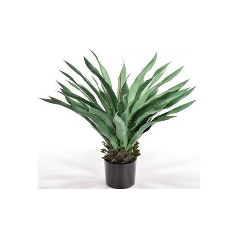 PIANTA AGAVE CM.70 IN VASO