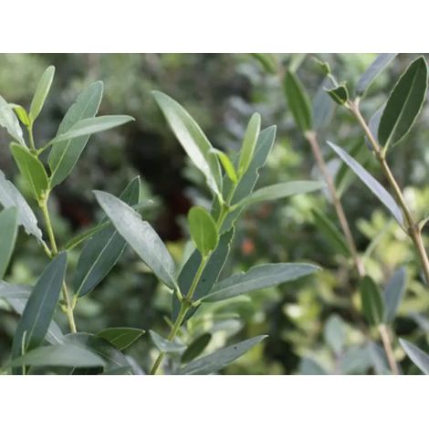 Gardenaria Phyllirea angustifolia - Arbusto ornamentale da giardino - Altezza: 30/40 cm (vaso19) (1/3)