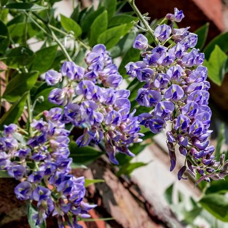 Glycine américaine (Wisteria macrostachya 'Blue Moon'), hauteur 80-100 cm, pot de 2 litres