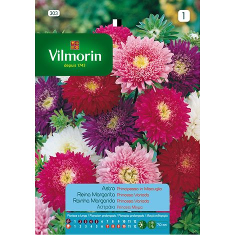 Vilmorinsamen von Reina Margarita variierte Prinzessin S-1, 0,6 g