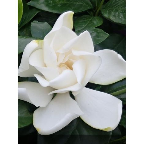 Gardenia 'Summer Snow' Pot de 3L/4L (1/4)