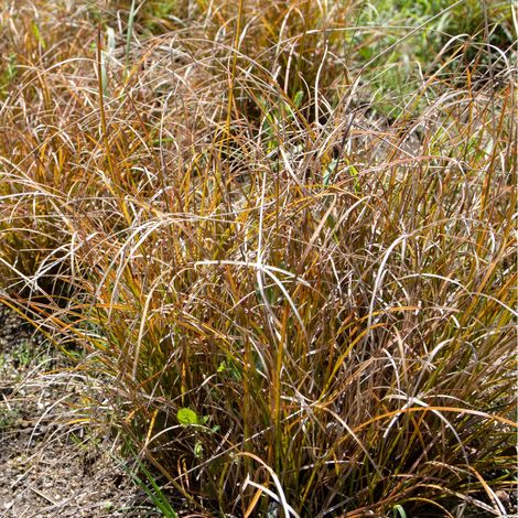Laîche testacée Prairie Fire' - Carex testacea Prairie Fire'godet 9cm (1/2)