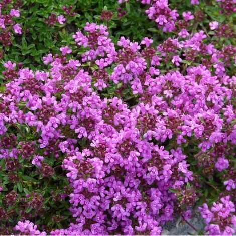 6 x Thymus Praecox 'Purple Beauty' - Pot de thym 9x9cm (1/5)