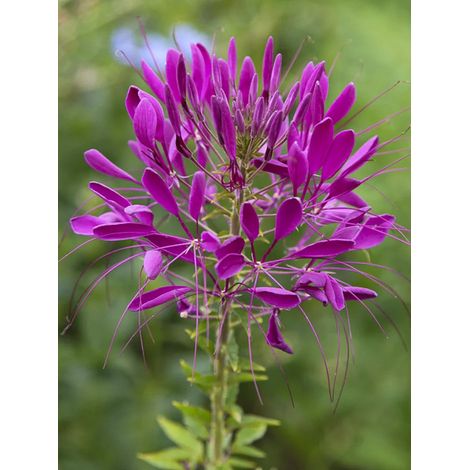 Cléome 'Violet Queen' le sachet de 450 graines (1g) (1/2)