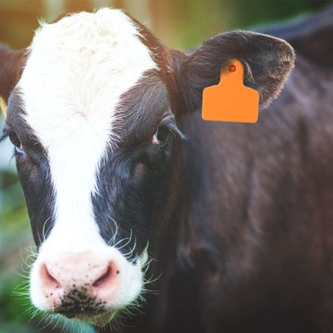 Lot de 100 étiquettes auriculaires numérotées pour le bétail (porcs, vaches, moutons), couleur orange, 48 x 40 mm. (1/5)