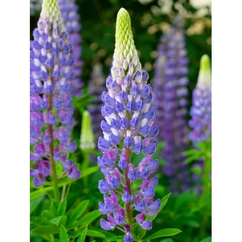 Lupin 'The Governor' Godet de 7/8 cm (1/4)