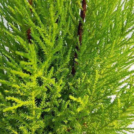 1 PIANTA DI CUPRESSUS CIPRESSO GOLDCREST WILMA VASO 17CM CONIFERA (1/2)