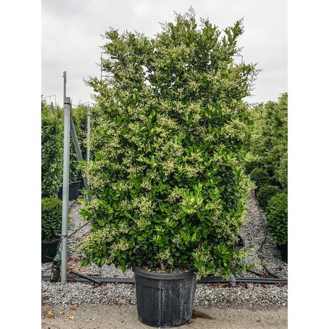 Gardenaria Ligustro - Ligustrum texanum - Arbusto ornamentale da giardino - Altezza: 80/110 cm (vaso24)