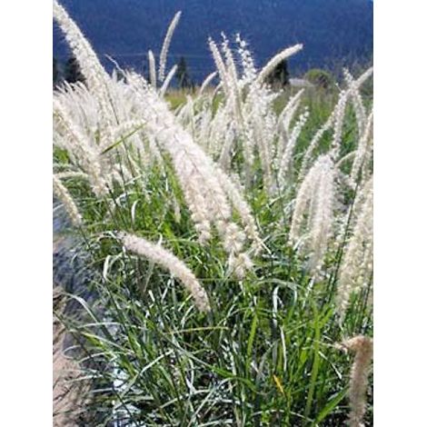 Herbe aux écouvillons 'Tall Tails' Godet de 8/9 cm