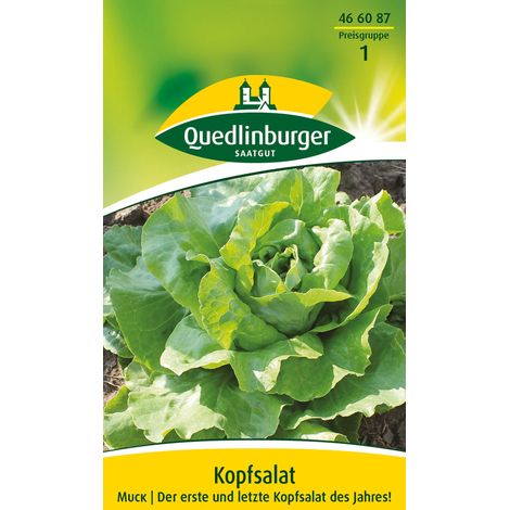 Quedlinburger Saatgut – Laitue pommée Muck – Graines de légumes, variété éprouvée pour culture sous verre et sous film, pour env. 120 plants (1/2)